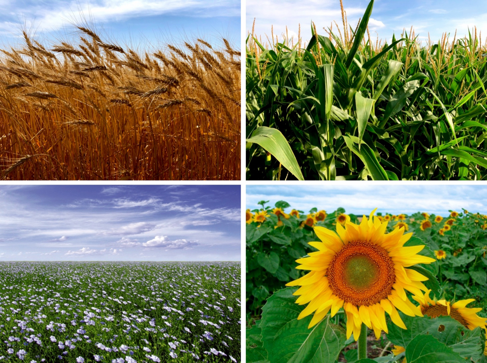 wheat, corn, flax, and sunflower plants