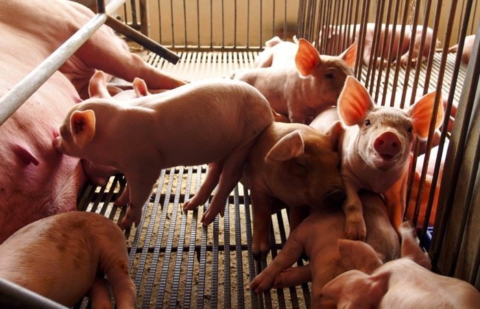 U.S. livestock: CME hogs slide to February low under US production pressure