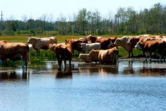 Manure may not be biggest culprit for nutrient runoff