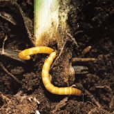 Wireworms bore into a plant stem.