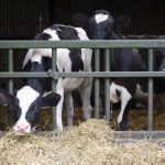  Photo: dageldog/Getty Images
