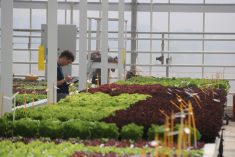 A lettuce breeder for Rijk Zwaan, the world&#8217;s largest producer of lettuce seed records data as he makes lettuce variety selections in the company&#8217;s research greenhouse in the Netherlands. Photo: John Greig
