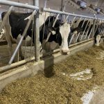 As employee numbers increase on dairy farms, farmers have to learn to communicate the process improvement that has been part of their own way of working.