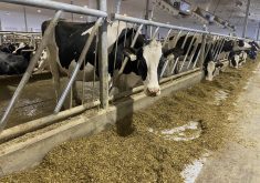 As employee numbers increase on dairy farms, farmers have to learn to communicate the process improvement that has been part of their own way of working.