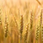 Increased demand opens the door for more Canadian wheat exports.