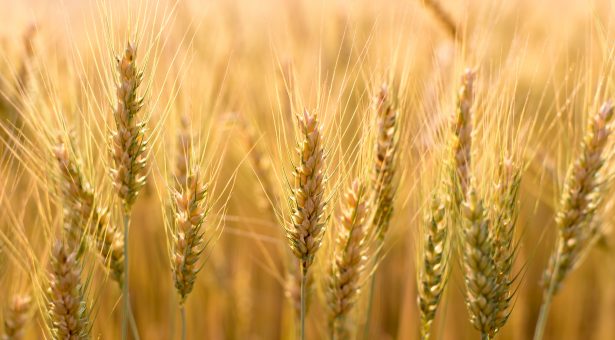 Increased demand opens the door for more Canadian wheat exports.