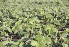 Soybeans enjoy good emergence in a field in Manitoba's Interlake in 2019. Timing and conditions during 
soybean planting are crucial to 
emergence and yield.