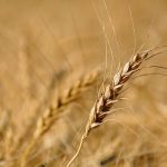 Mature wheat head.