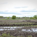Standing water leaves a field near Steinbach unworkable four days after the May 24 storm.