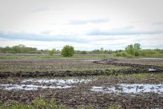 Standing water leaves a field near Steinbach unworkable four days after the May 24 storm.