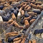 The cattle industry has seen major reasons for optimism over the last six months. 