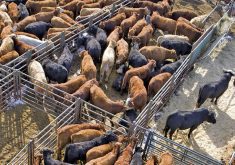 The cattle industry has seen major reasons for optimism over the last six months. 