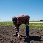 Mark Tuttle digs through soil to find soybean sprouts at his soy farm in Somonauk, Illinois, U.S., May 30, 2024.  REUTERS/Jim Vondruska
