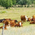 Beef cattle graze on a pasture near Ethelbert, Man.
