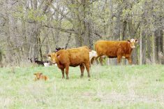 Cows and calves on pasture near Miami, Man., in June 2023.