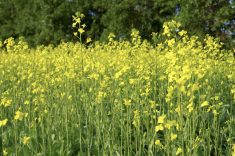 The canola sector expects the biofuel boom to launch it to new heights.