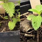 Early weed identification, easier control