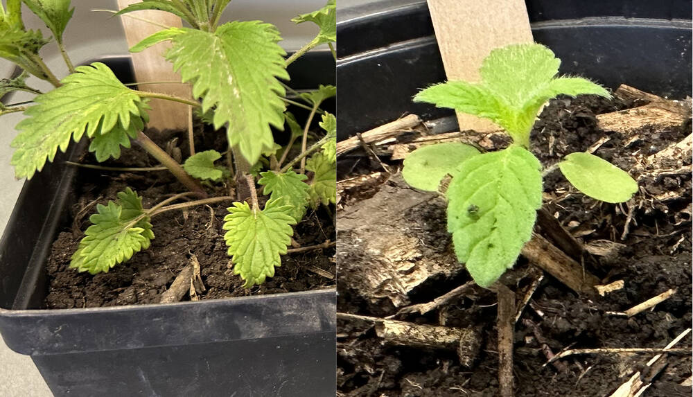 Early weed identification, easier control