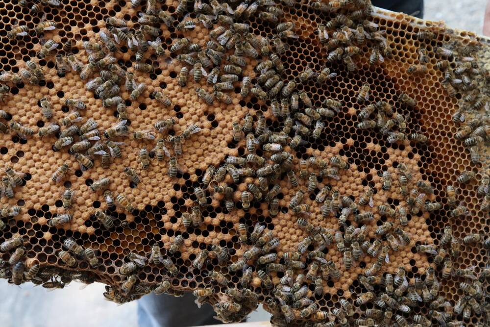 Bees crawl around on a part of their hive at Brandon University. The closed off honeycomb sections are where bee larvae are busy growing. The small, even ones are females, which will work to gather honey, while the larger, protruding closed off sections are males, who do not collect honey but live only to mate with the hive's queen. (Miranda Leybourne/The Manitoba Co-operator)