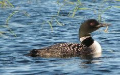 A loon in the water