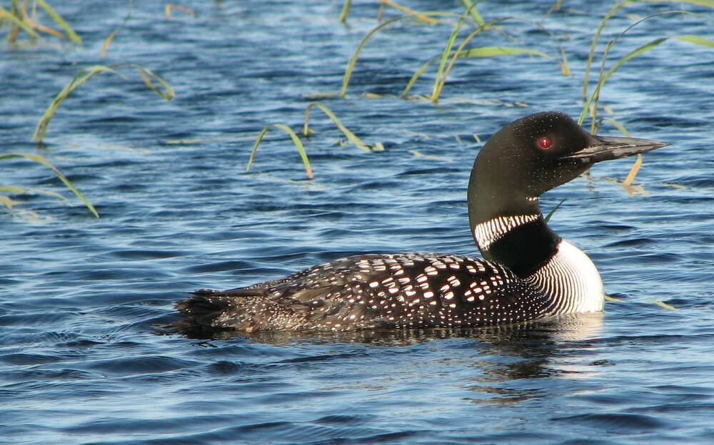 A loon in the water