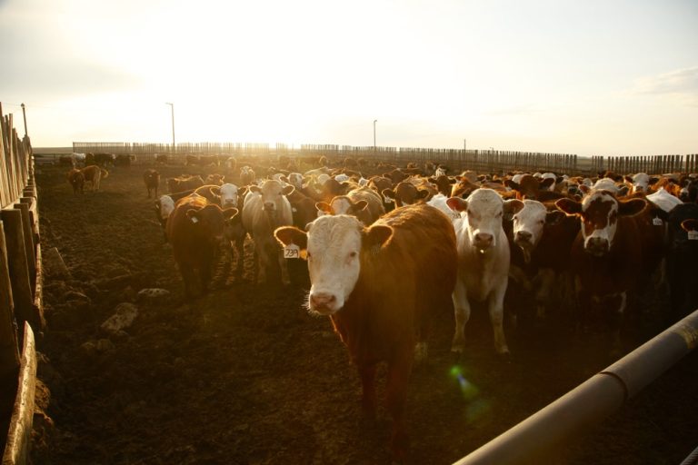 Klassen Feeder cattle market ratchets higher on stronger fed market