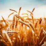 Increased demand opens the door for more Canadian wheat exports.