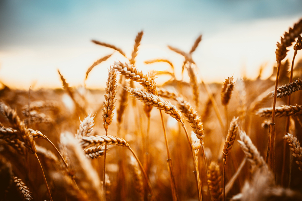 Increased demand opens the door for more Canadian wheat exports.