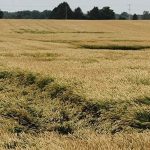 Lodging in a wheat field.