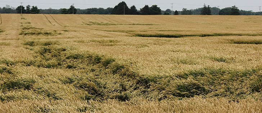 Lodging in a wheat field.