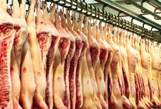 Row of pork carcasses at meat factory