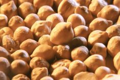 Canadian chickpea exports in April were down from the previous month.  Photo: File
