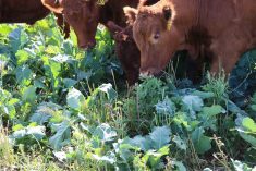 Yearling steers graze a complex forage mixture at the Agriculture and Agri-Food Canada Swift Current Research & Development Centre.
