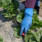 The prevalence of temporary foreign workers has grown since the program was launched in the 1970s, with an estimated three in 10 agricultural businesses hiring foreign workers in 2023.  Photo: gomezdavid/iStock/Getty Images
