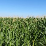 Photo: olegelkov/iStock/Getty Images