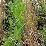 Pea plants emerge in between stubble in a field. Dry peas are leading the way in emergence in Alberta at more than 96 per cent.  Photo: File
