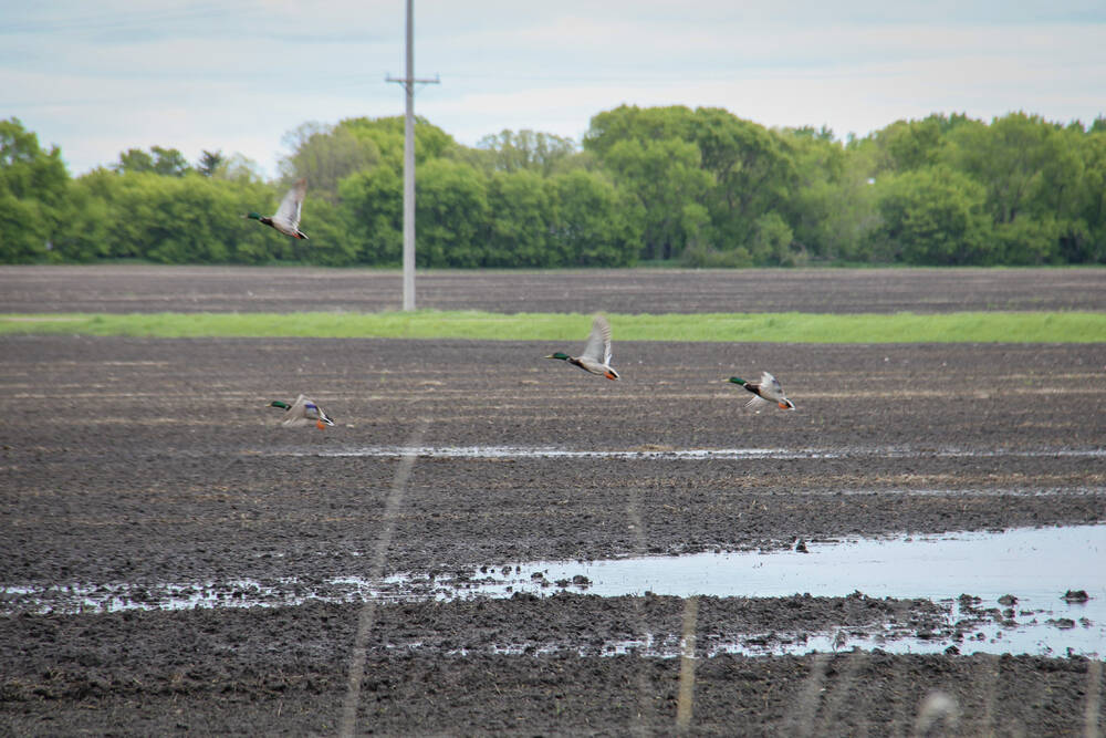 Ducks fly up from puddle in low section of a field in eastern Manitoba following heavy May rain.