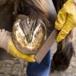 Get that horse a pedicure: Proper trimming for a healthy horse