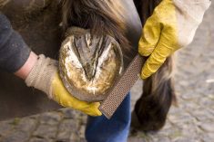 Get that horse a pedicure: Proper trimming for a healthy horse