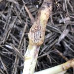 Blackleg on canola.
