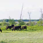 Beef cattle graze pasture in southwestern Manitoba in June 2024. PHOTO: ALEXIS STOCKFORD