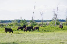 Beef cattle graze pasture in southwestern Manitoba in June 2024. PHOTO: ALEXIS STOCKFORD