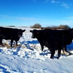 Cattle graze on corn residue
