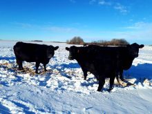 Cattle graze on corn residue