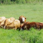 Beef cattle dig into deep pasture growth in southern Manitoba. PHOTO: ALEXIS STOCKFORD