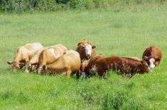 Beef cattle dig into deep pasture growth in southern Manitoba. PHOTO: ALEXIS STOCKFORD