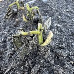 Pinto beans damaged in the June 16 wind storm with some regrowth showing at the terminal bud.