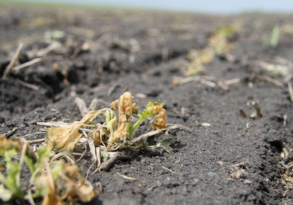 Frost forces re-seeding in Manitoba and Saskatchewan in 2019.