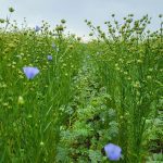 SERF's chickpea-flax intercrop trials.