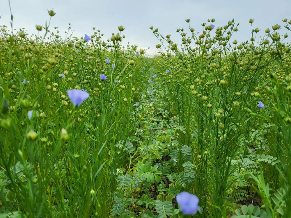 SERF's chickpea-flax intercrop trials.